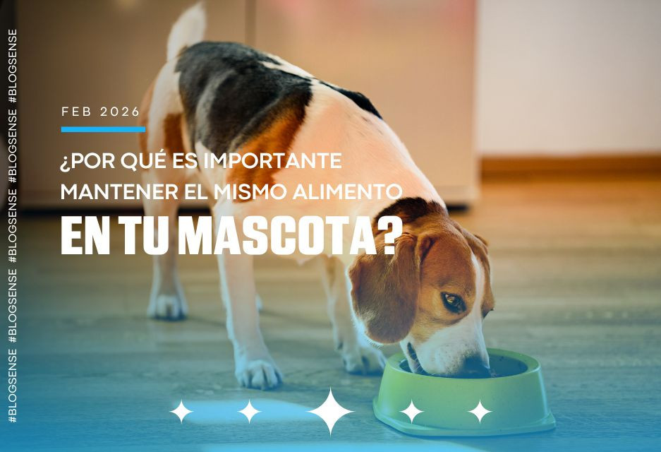 ¿Por qué es importante mantener el mismo alimento en tu mascota?